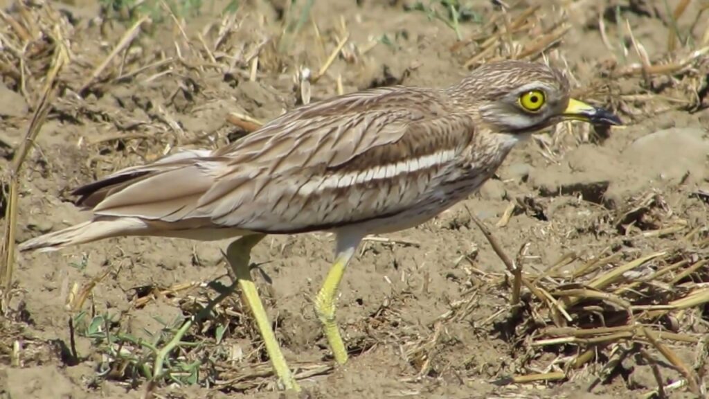 The Cyprus Troulouria Bird