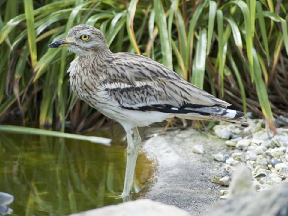 The Troulouria Bird of Cyprus