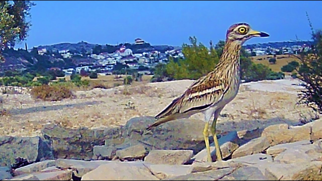 The Troulouria Bird