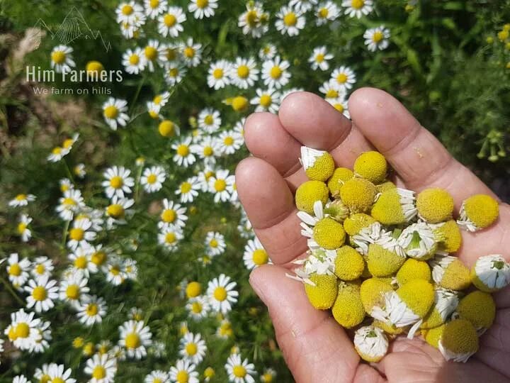 Chamomile Flower