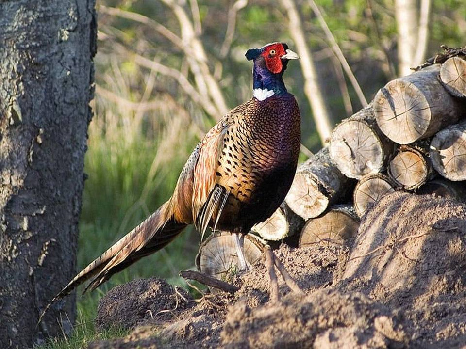 Pheasant