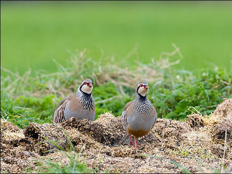 Red Legged Partridges