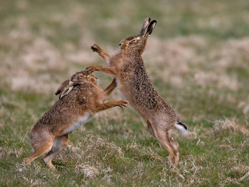 Two Brown Hares Boxing