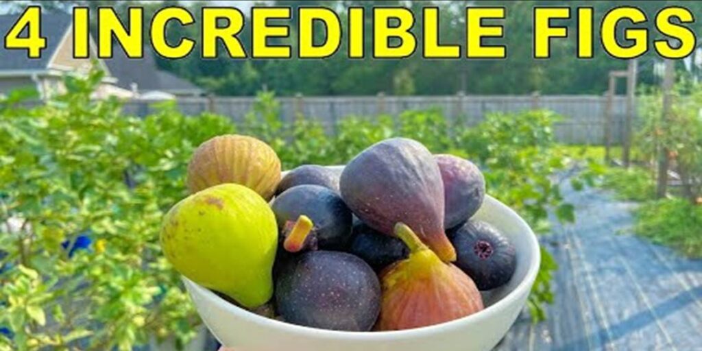 4 Incredible Figs