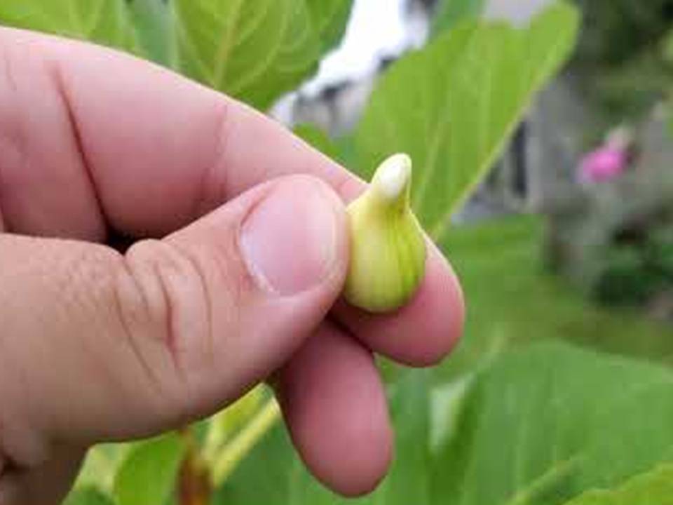 Fig Sap Benefits