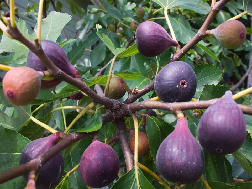 Figs on the Tree