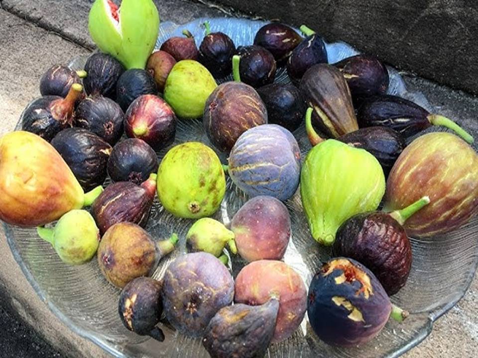 Lots of Figs