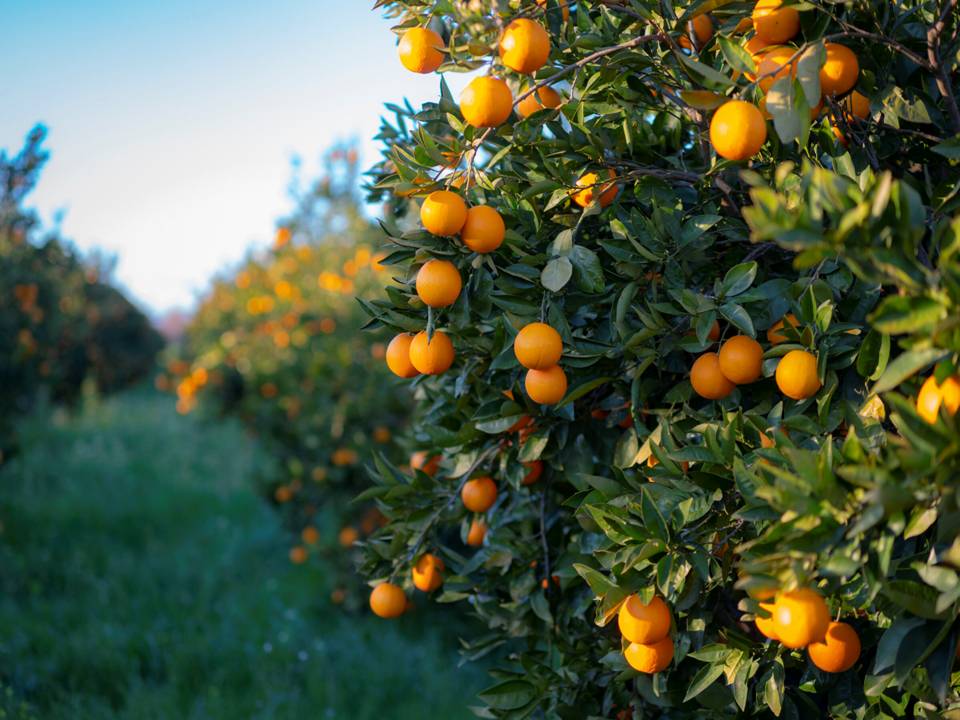 Mandarins on Tree