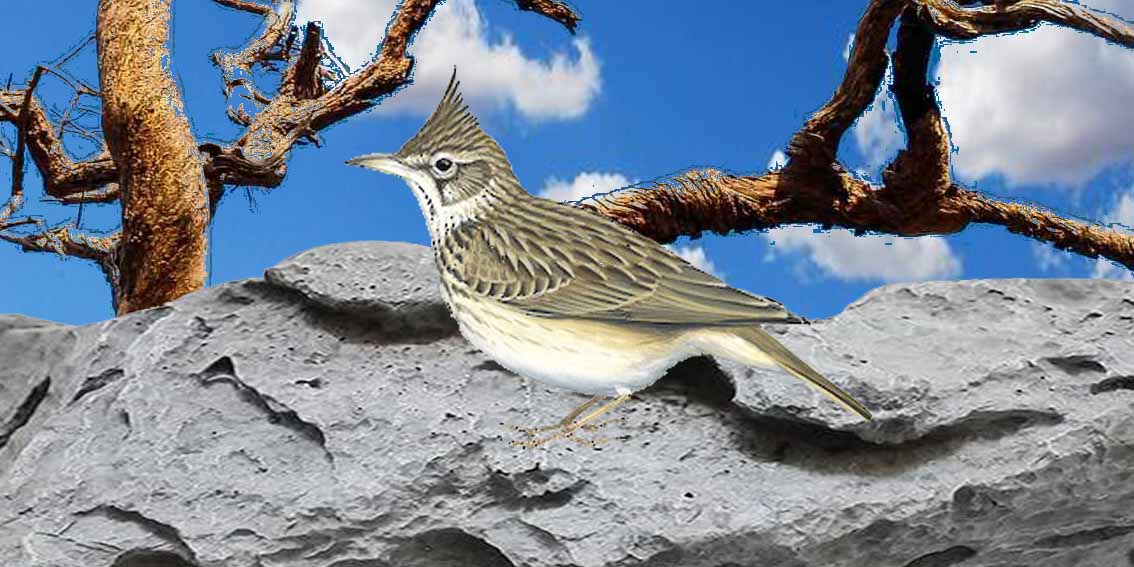 Crested Lark Bird of Cyprus