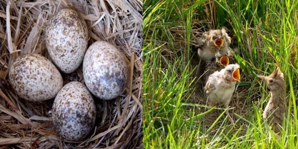 Nest and Chicks