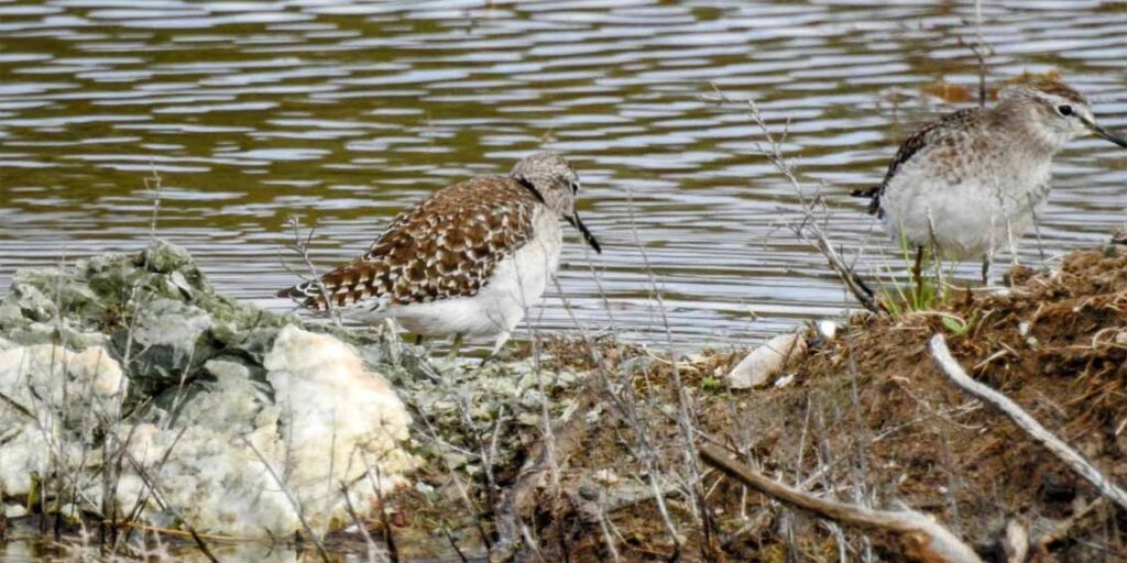Wood Sandpiper 1