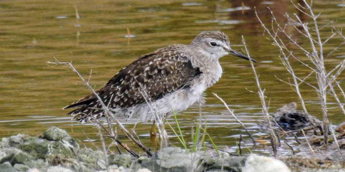 Wood Sandpiper 2